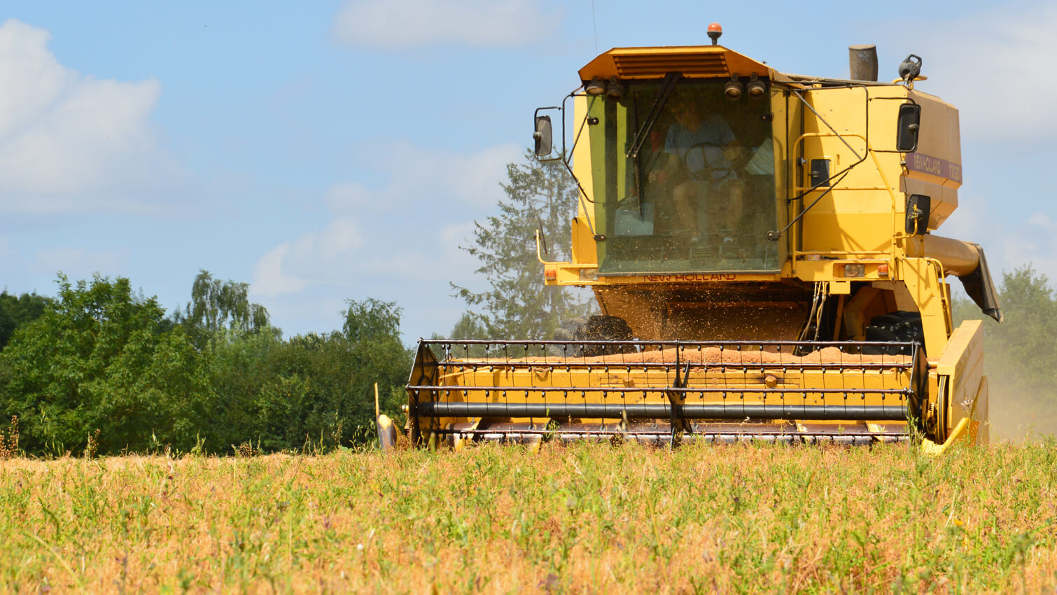 Champs de lÃ©gumineuses des Fermes de Chassagne en Charente - Pois cassÃ©